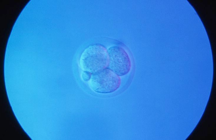 DNA Typewriter, PEtracer Map Mouse Development Through Organogenesis