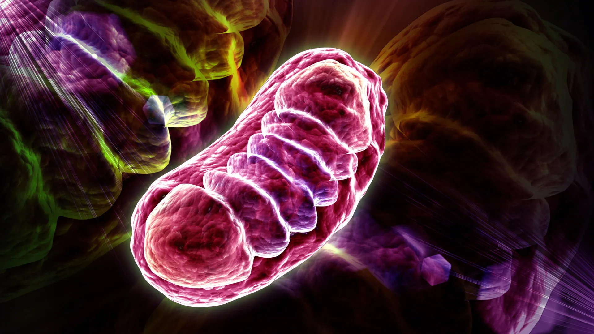 Scientists find how “zombie” cells fuel inflammation as we age