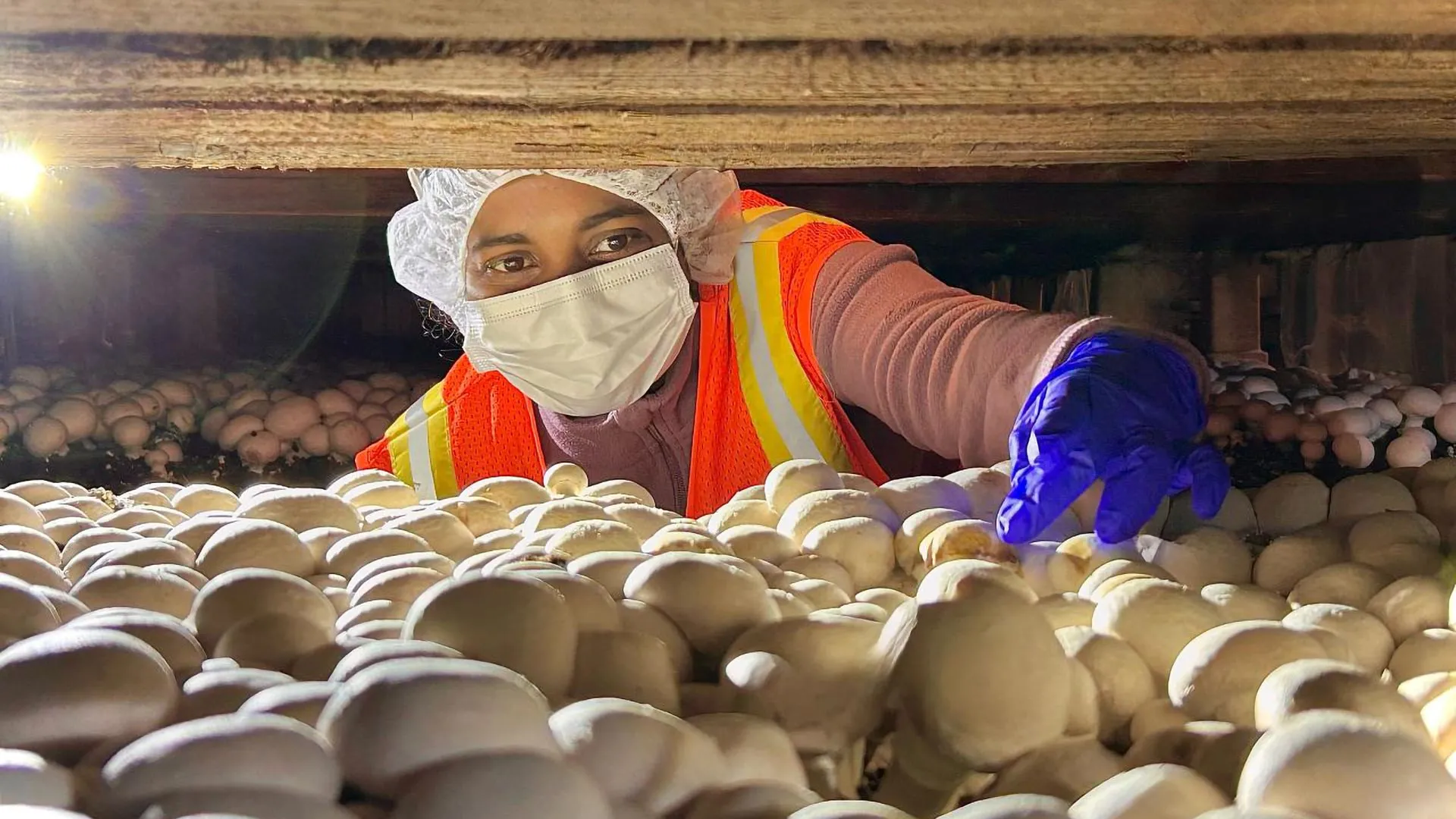 Scientists discover why a 100-year-old mushroom disease won’t go away