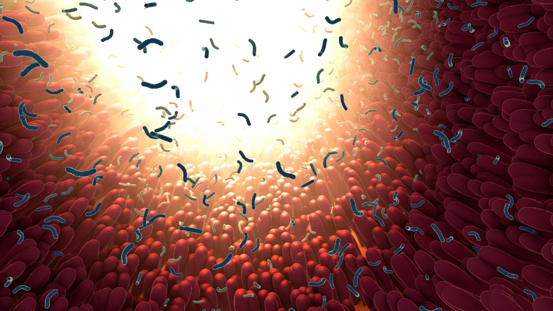 Scientists discover how gut bacteria “train” the intestine to fight inflammation