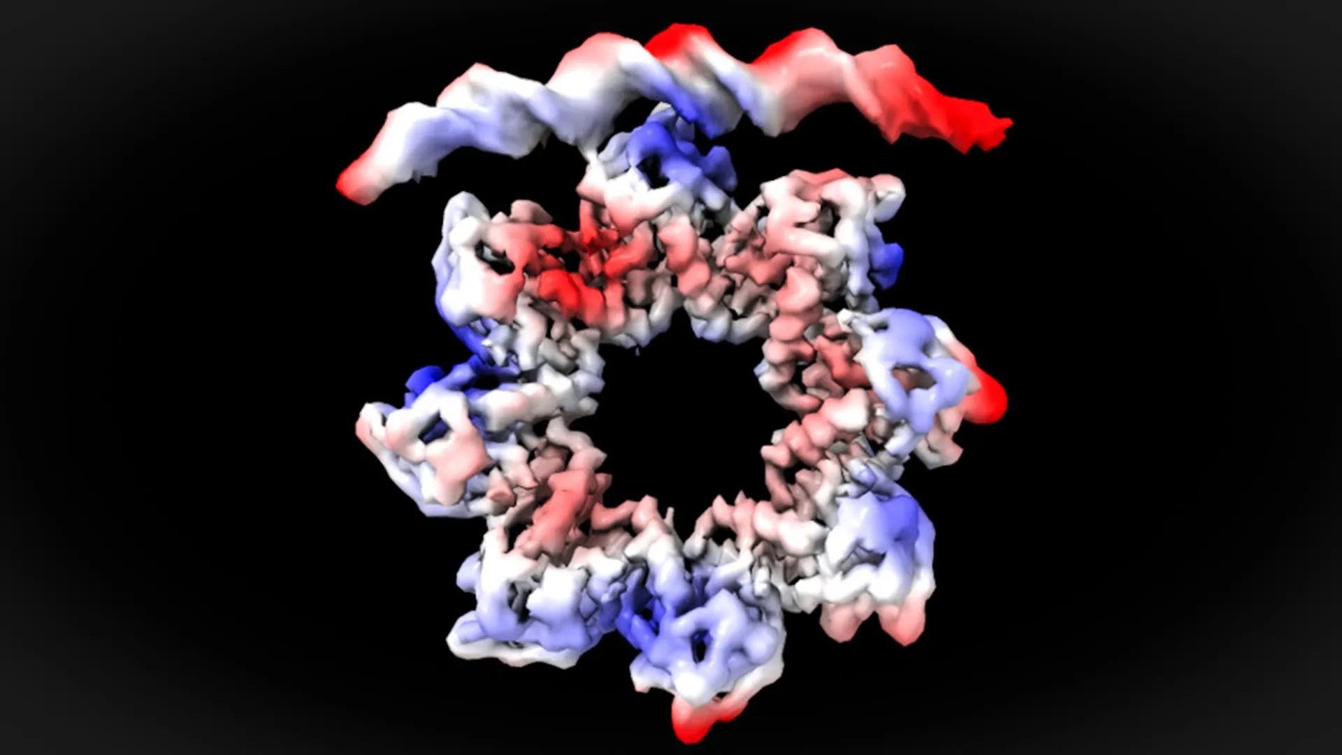a-donut-shaped-protein-breaks-apart-to-start-bacterial-cell-division