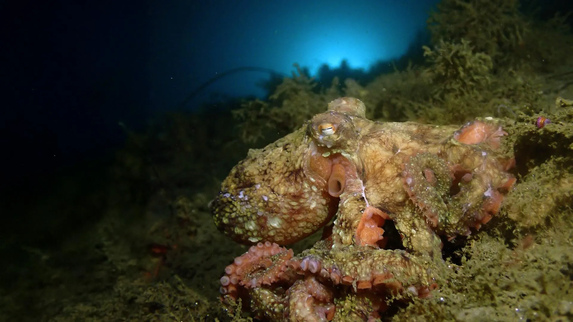 Scientists teach bacteria the octopus’s secret to camouflage