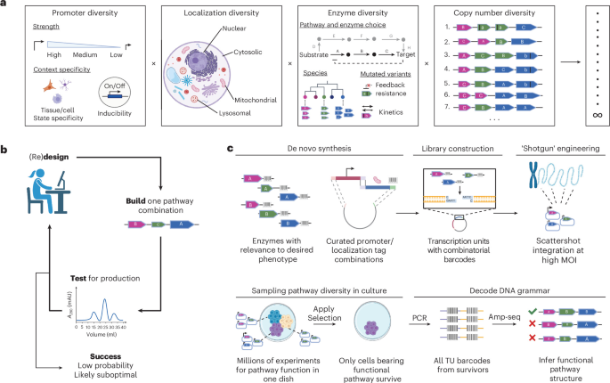 Highly multiplexed mammalian metabolic engineering with a shotgun approach