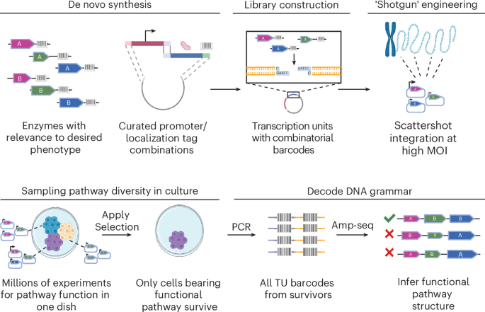 High-throughput metabolic engineering in mammalian cells