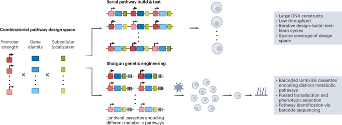 Shotgun engineering fires up mammalian metabolic design